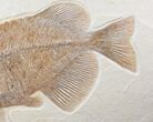 Detailed, Phareodus Fish Fossil - Wyoming #12657-2